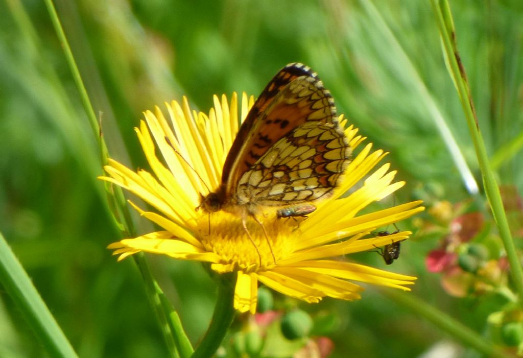 Melitaea?  S, M. nevadensis